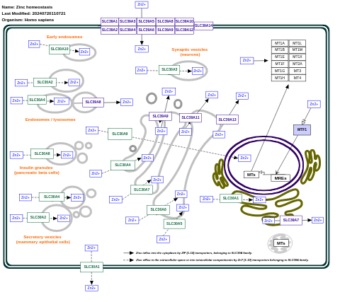 Zinc homeostasis