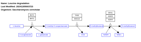 Leucine degradation