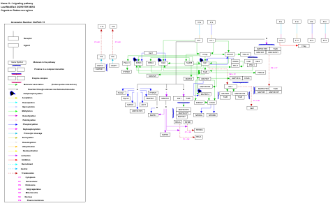 IL-1 signaling pathway