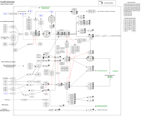 MAPK signaling pathway