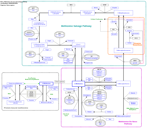 Methionine de novo and salvage pathway