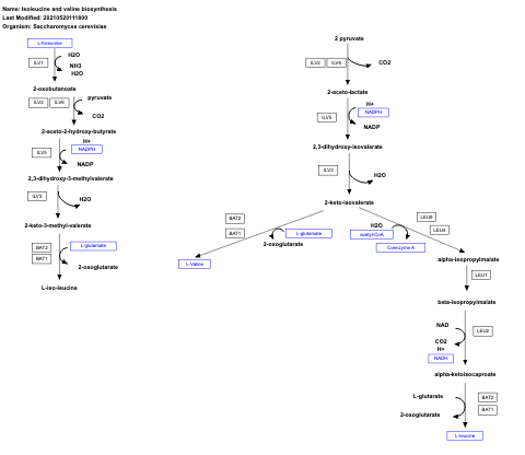 Isoleucine and valine biosynthesis