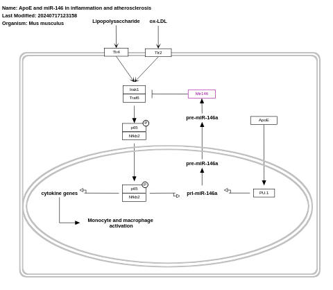 ApoE and miR-146 in inflammation and atherosclerosis