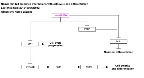 mir-124 predicted interactions with cell cycle and differentiation 