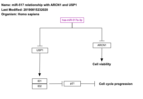 miR-517 relationship with ARCN1 and USP1