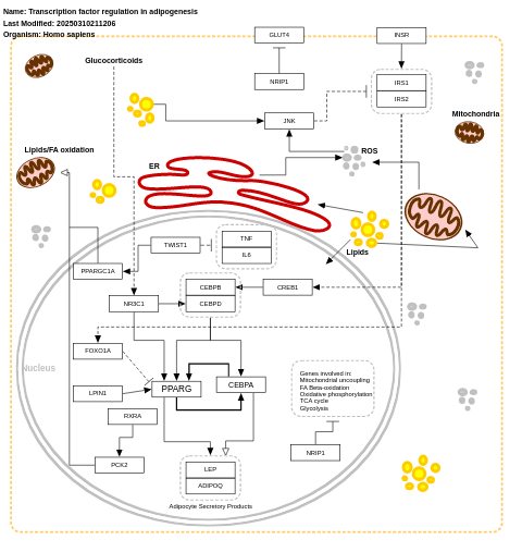 Transcription factor regulation in adipogenesis