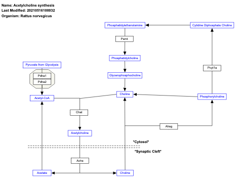 Acetylcholine synthesis