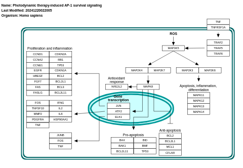 Photodynamic therapy-induced AP-1 survival signaling