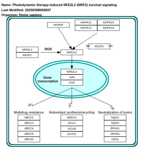 Photodynamic therapy-induced NFE2L2 (NRF2) survival signaling