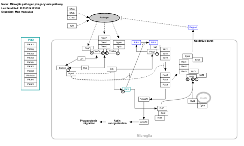 Microglia pathogen phagocytosis pathway