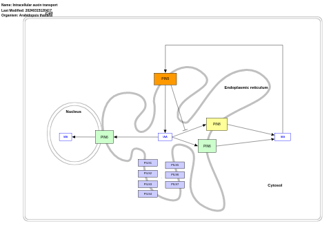 Intracellular auxin transport