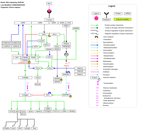 Wnt signaling pathway