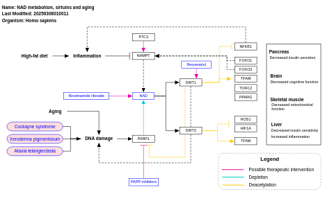 NAD metabolism, sirtuins and aging