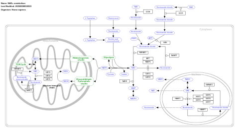 NAD+ metabolism