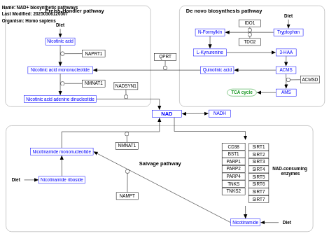 NAD+ biosynthetic pathways