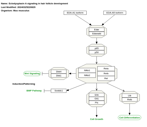 Ectodysplasin A signaling in hair follicle development