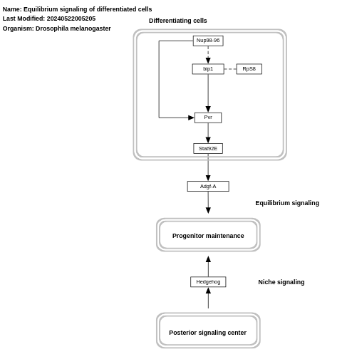 Equilibrium signaling pathway of differentiated cells