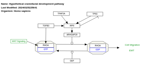 Hypothetical craniofacial development pathway