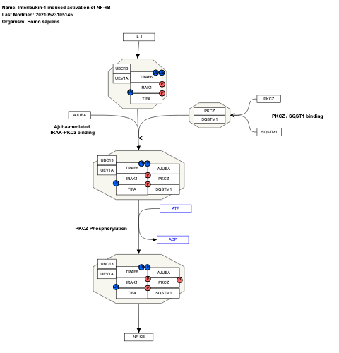 Interleukin-1 induced activation of NF-kB