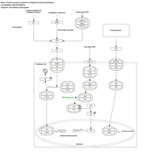 Humoral immune response to fungal and bacterial pathogens