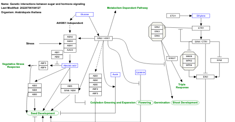 Genetic interactions between sugar and hormone signaling