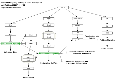 BMP signaling pathway in eyelid development