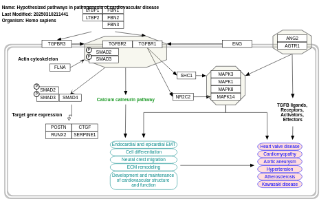 Hypothesized pathways in pathogenesis of cardiovascular disease