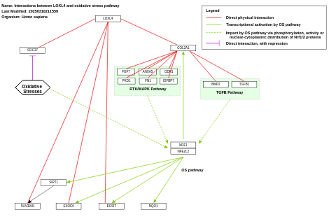 Interactions between LOXL4 and oxidative stress pathway