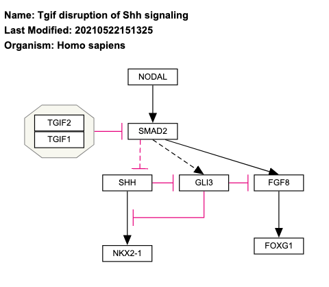 Tgif disruption of Shh signaling