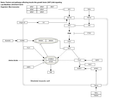 Factors and pathways affecting insulin-like growth factor (IGF1)-Akt signaling