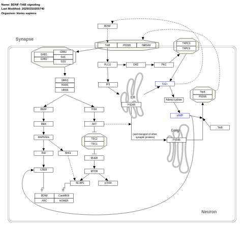 BDNF-TrkB signaling