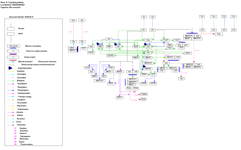 IL-1 signaling pathway