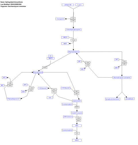 Sphingolipid metabolism