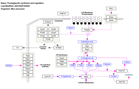 Prostaglandin synthesis and regulation
