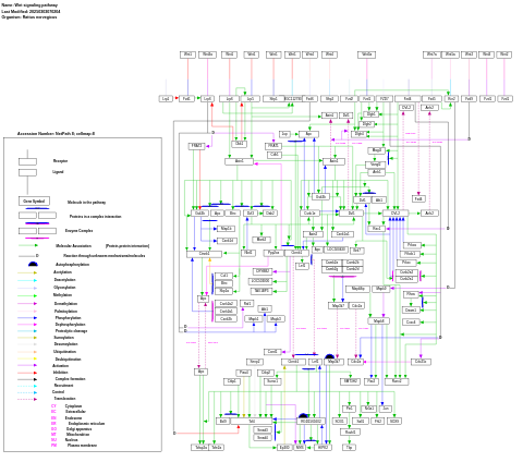 Wnt signaling pathway