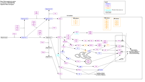 Renin-angiotensin system