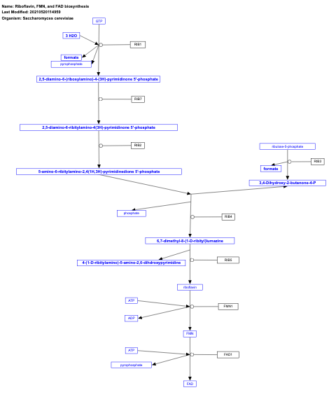 Riboflavin, FMN, and FAD biosynthesis