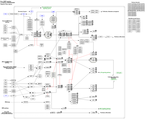 MAPK signaling pathway