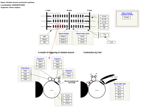 Striated muscle contraction pathway