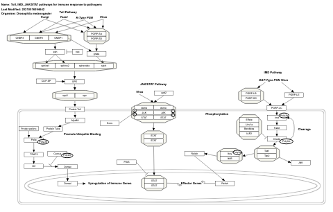 Toll, IMD, JAK/STAT pathways for immune response to pathogens