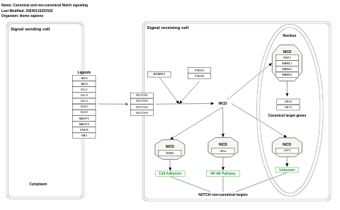 Canonical and non-canonical Notch signaling