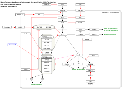 Factors and pathways affecting insulin-like growth factor (IGF1)-Akt signaling