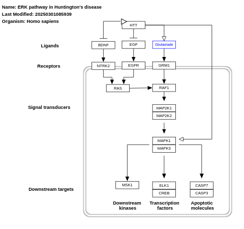 ERK pathway in Huntington's disease