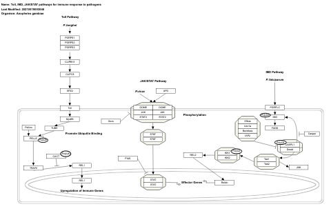 Toll, IMD, JAK/STAT pathways for immune response to pathogens