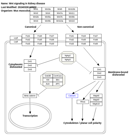 Wnt signaling in kidney disease