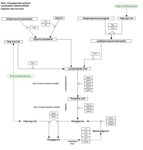 Triacylglyceride synthesis