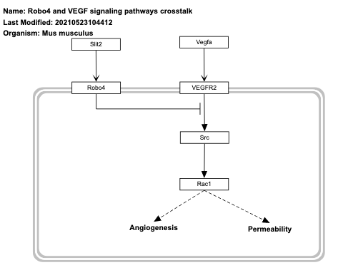Robo4 and VEGF signaling pathways crosstalk