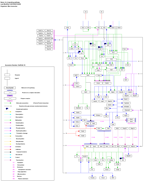 IL-6 signaling pathway