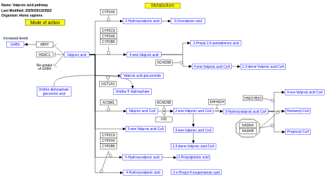 Valproic acid pathway