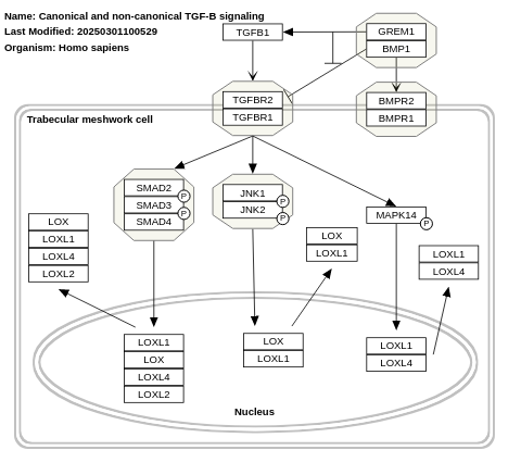 Canonical and non-canonical TGF-B signaling